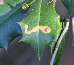 Phytomyza ilicicola