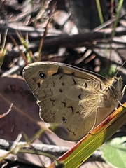 Heteronympha merope