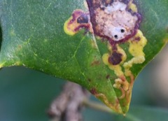 Phytomyza ilicicola