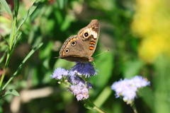 Junonia neildi