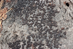 Jackrogersella cohaerens