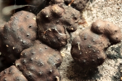 Jackrogersella cohaerens