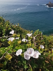 Jacquemontia pringlei