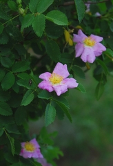 Rosa woodsii gratissima