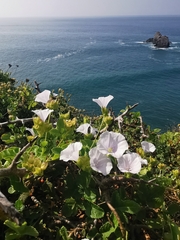 Jacquemontia pringlei