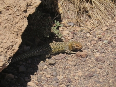 Liolaemus constanzae