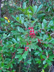 Ilex cassine