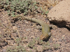 Liolaemus constanzae