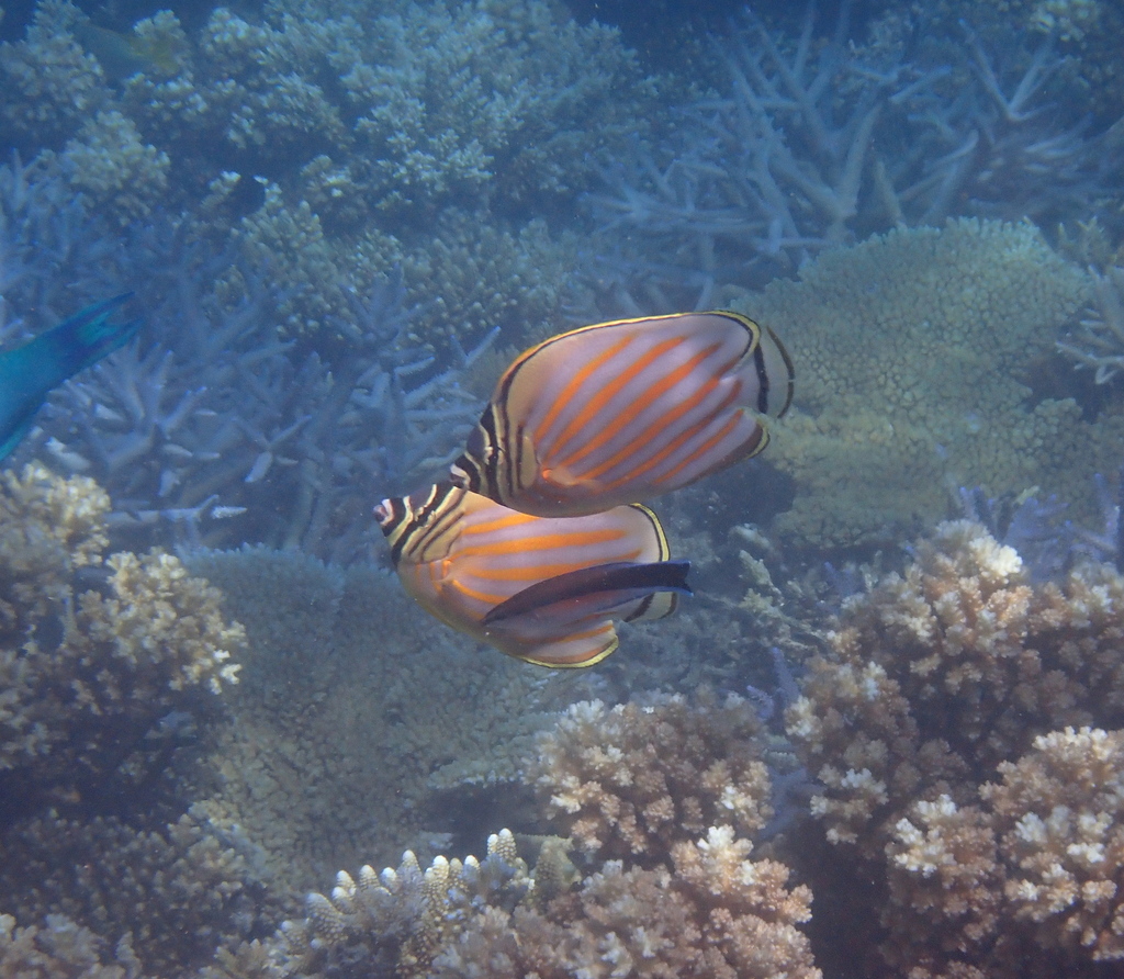 Clown Butterflyfish