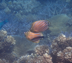 Chaetodon ornatissimus