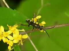 Ceropales maculata