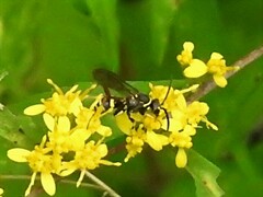 Ceropales maculata