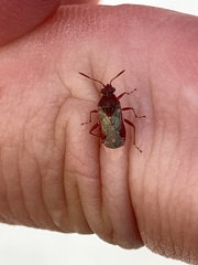 Liorhyssus