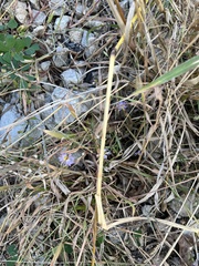 Symphyotrichum divaricatum