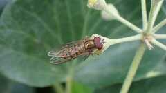Episyrphus balteatus