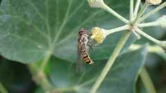 Episyrphus balteatus