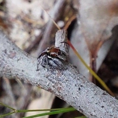 Maratus