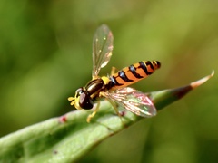 Sphaerophoria macrogaster