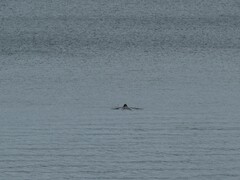 Dermochelys coriacea