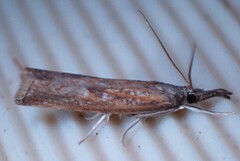 Neodactria luteolellus