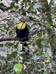 Ramphastos sulfuratus