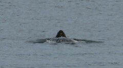 Dermochelys coriacea