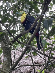 Ramphastos sulfuratus