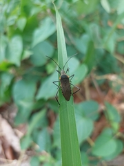 Phthiacnemia picta