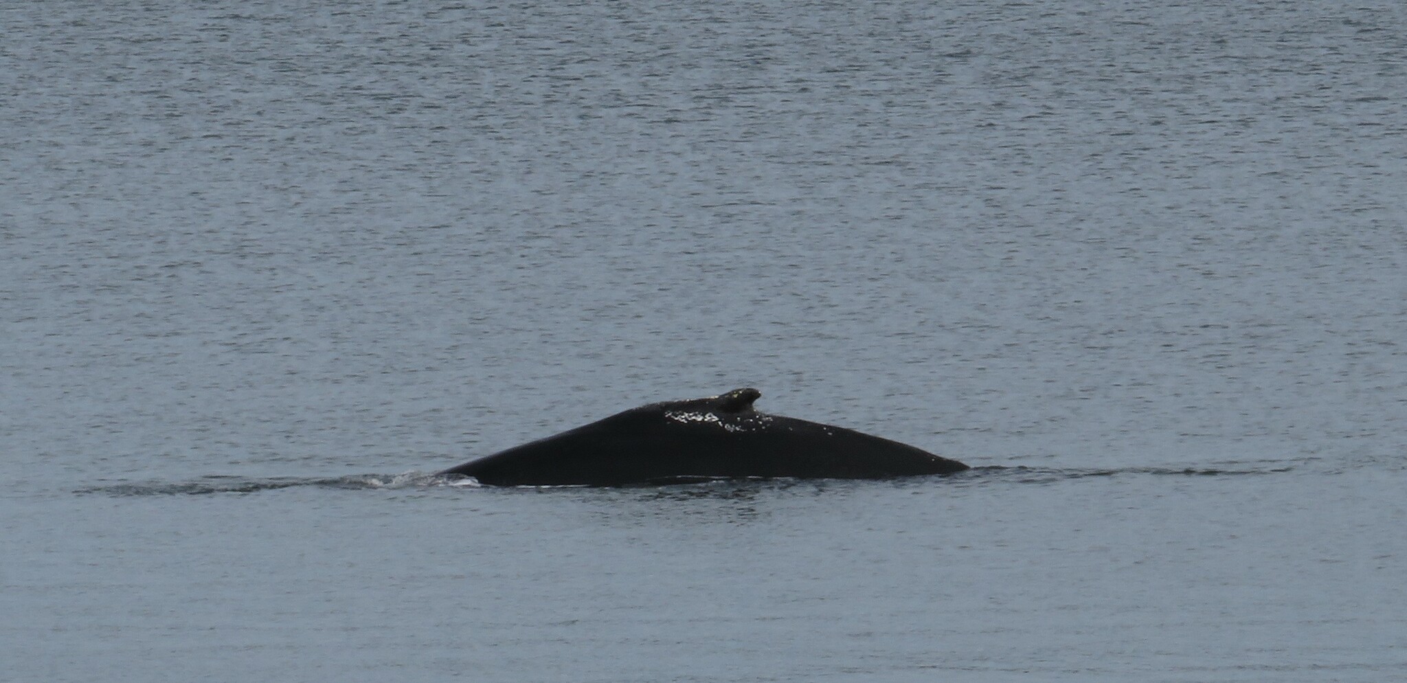 Megaptera novaeangliae novaeangliae