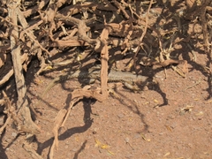 Liolaemus constanzae