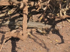 Liolaemus constanzae