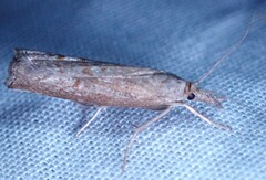 Neodactria luteolellus