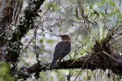 Turdus rufitorques