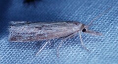 Neodactria luteolellus