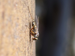 Dytomyia sordida
