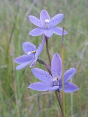 Thelymitra juncifolia