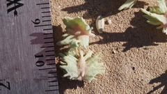 Atriplex canescens macilenta