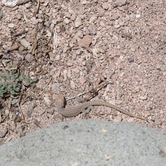 Liolaemus constanzae