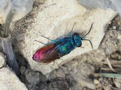 Chrysis inaequalis