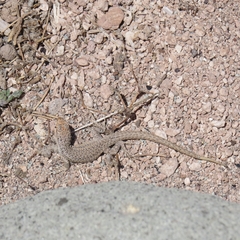 Liolaemus constanzae