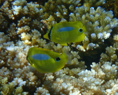 Chaetodon plebeius
