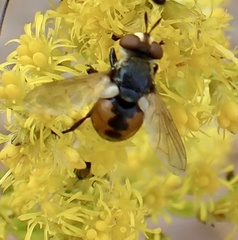 Gymnosoma