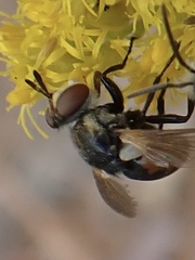 Gymnosoma