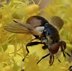 Gymnosoma