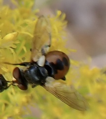 Gymnosoma