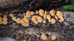 Favolaschia calocera