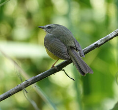 Basileuterus culicivorus