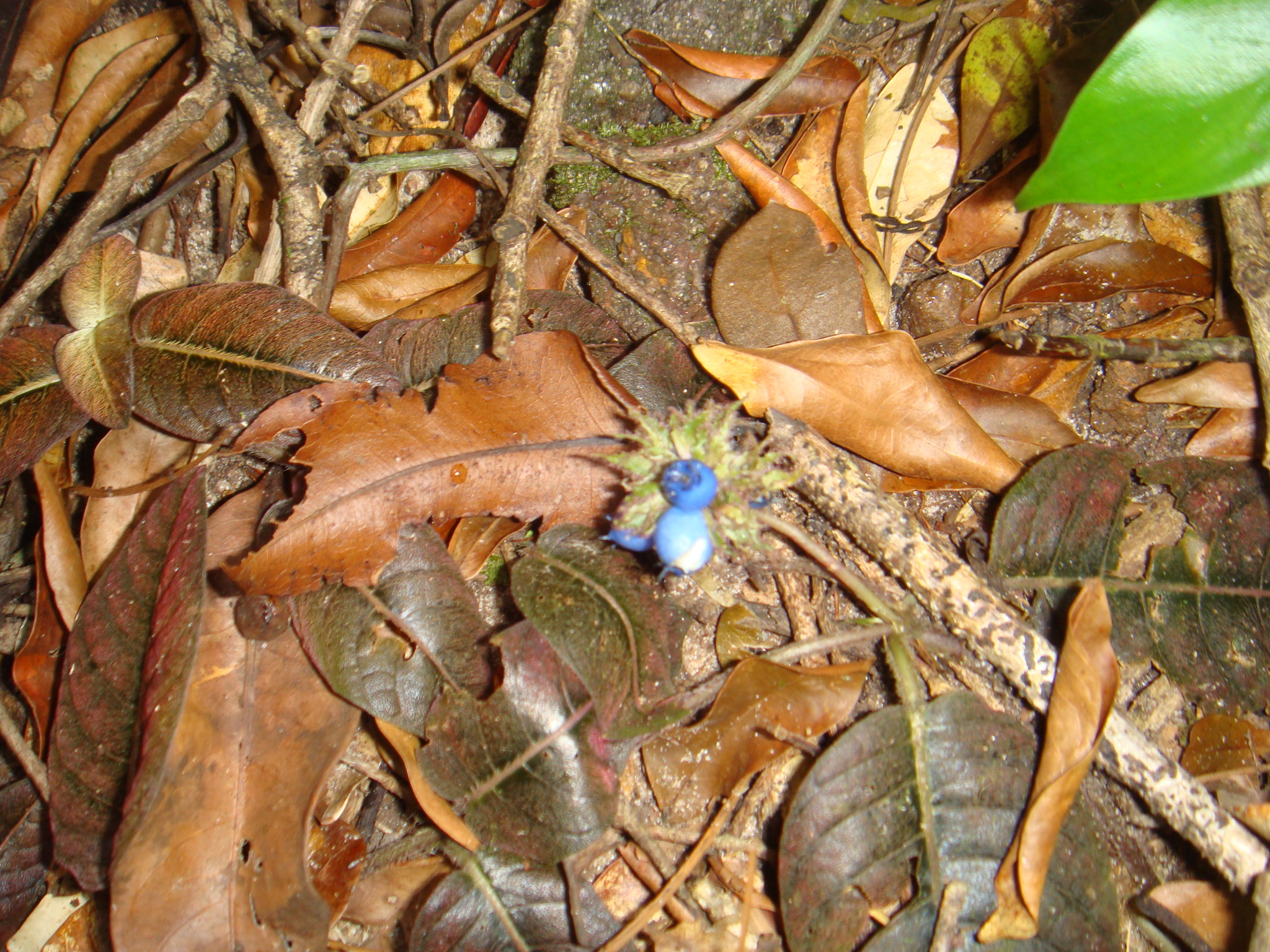 Palicourea alba