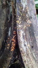 Favolaschia calocera