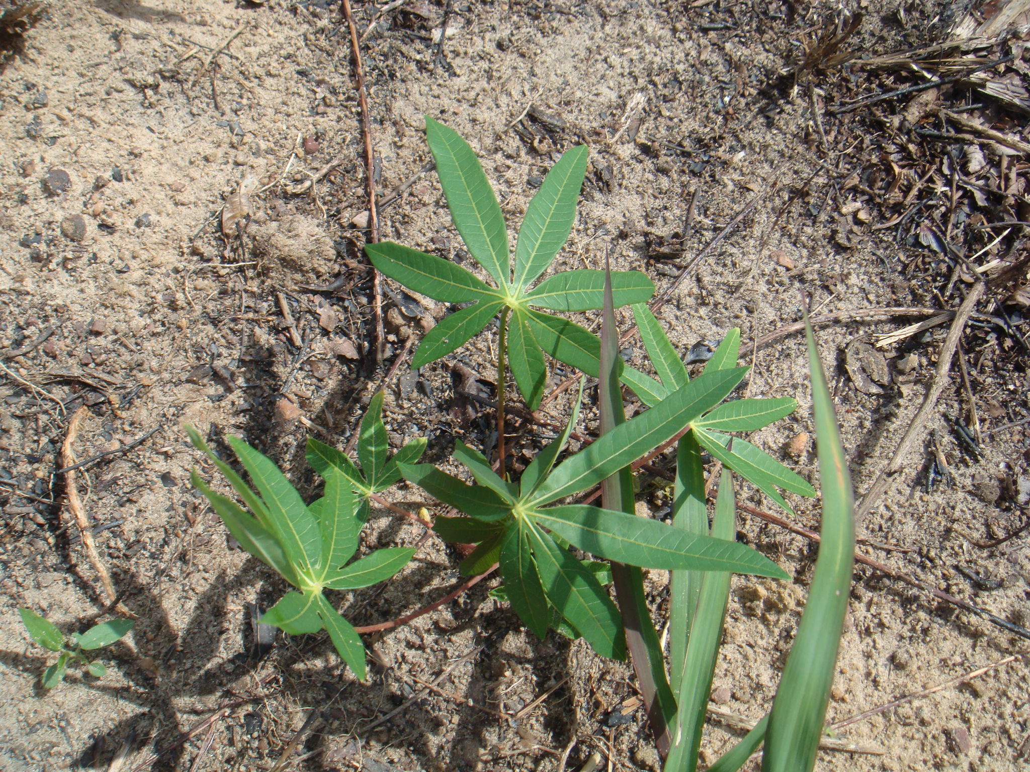 Manihot esculenta
